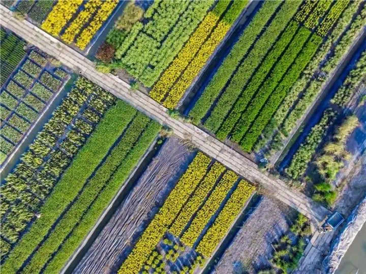 “长安花”为何开更“旺””