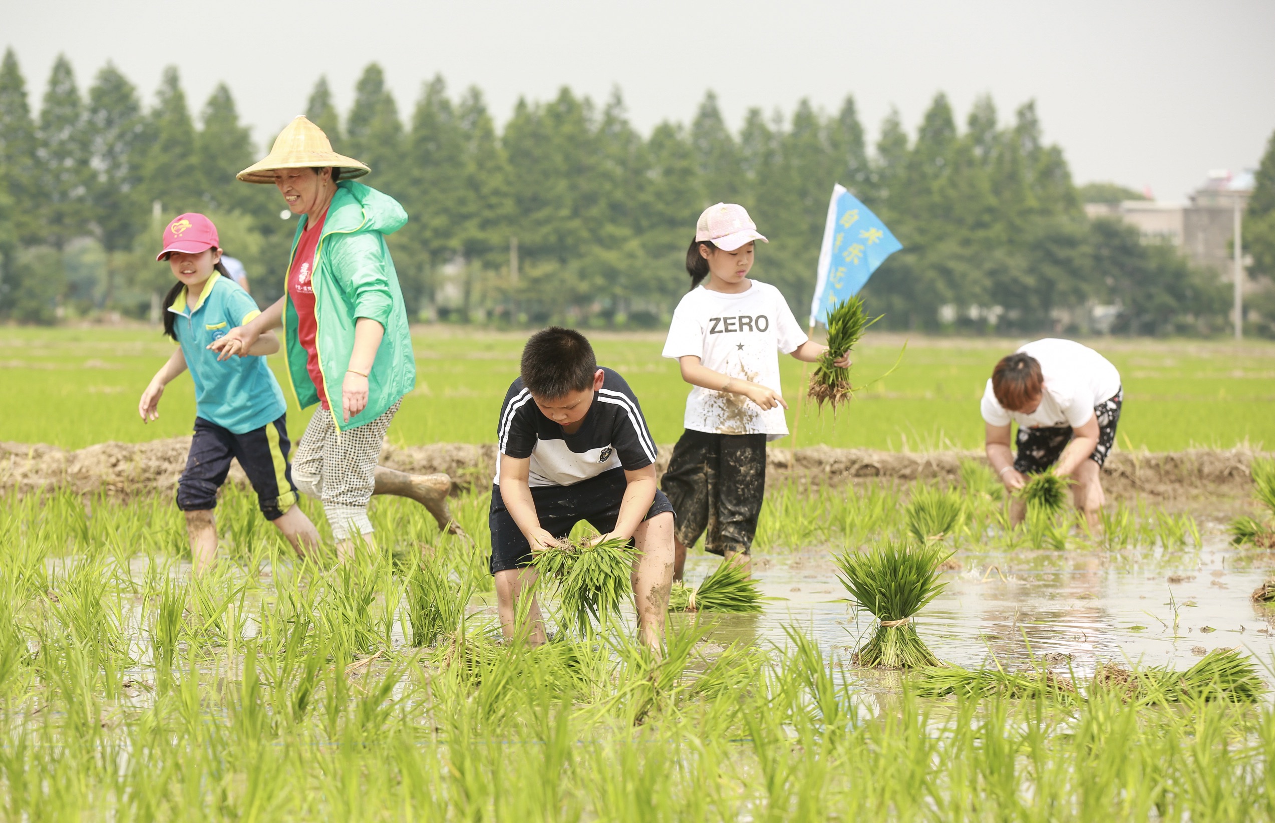 夏至前后插秧忙!桐乡濮院村民田头赛插秧体验农耕乐